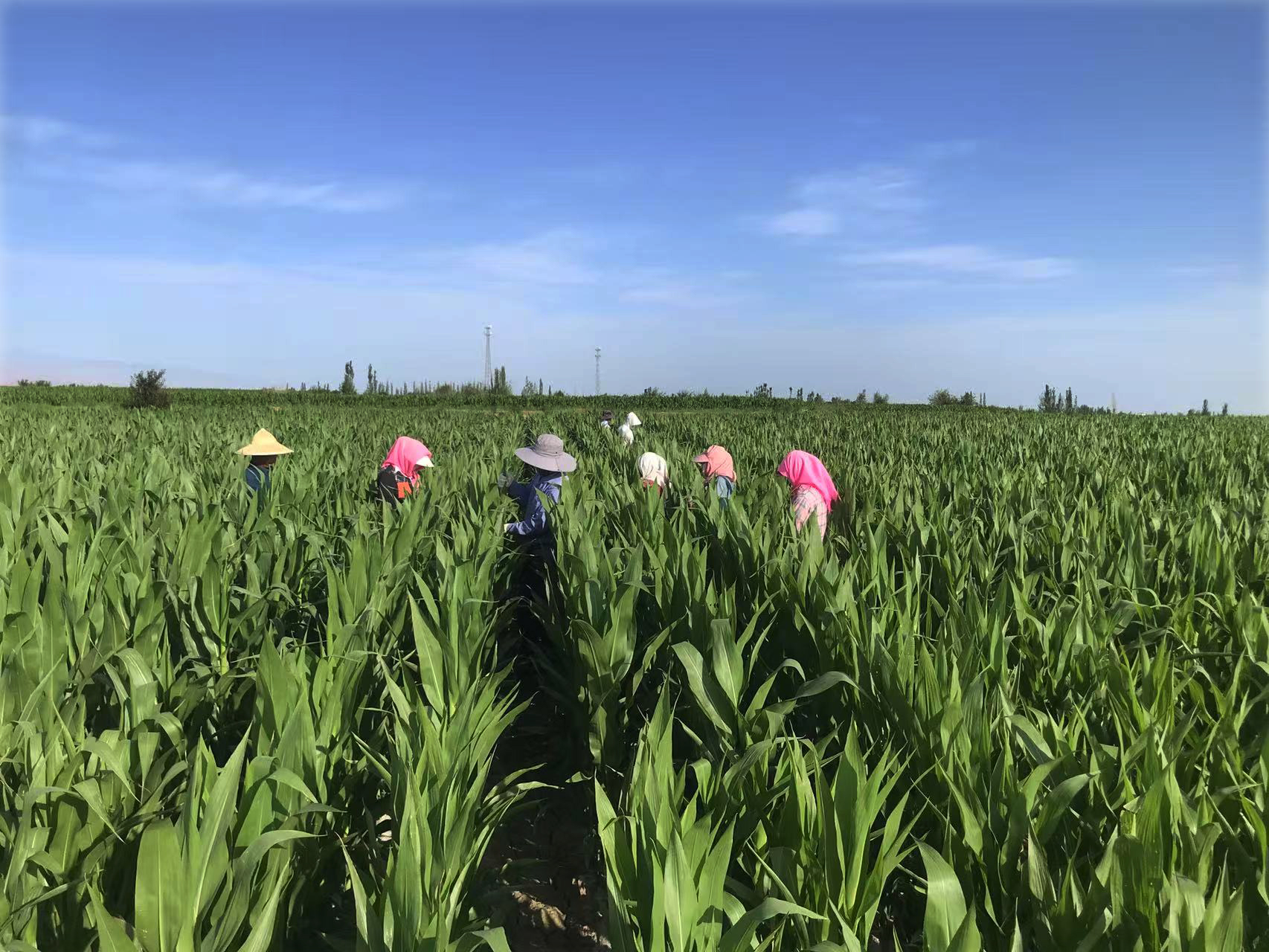 守護種子“純度生命線” | 敦煌種業高質量推進玉米去雄工作